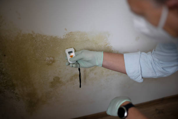 Why You Should Choose Our Mold Remediation Services in Blue Mountain, MS